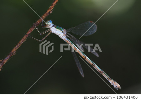 Lestes sponsa (女) 106431406