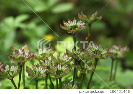 After the oren flower 106431446