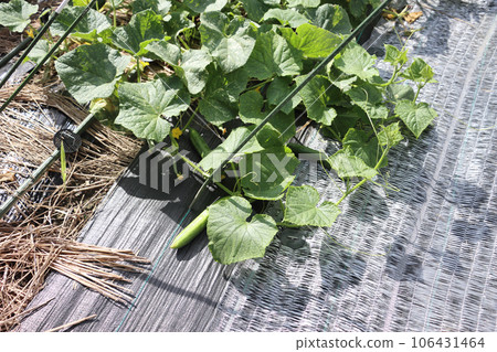 Cucumbers grown in the ground, picked in autumn Cucumbers grown in the ground, picked in autumn 106431464