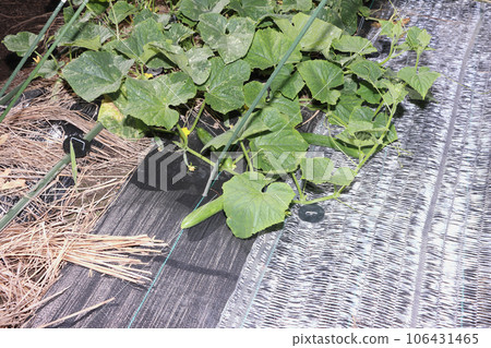 Cucumbers grown in the ground, picked in autumn 106431465