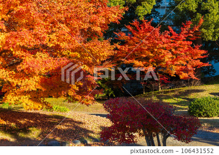Kyu-Shiba Rikyu Garden in autumn leaves in Minato Ward, Tokyo in late autumn Kyu-Shiba Rikyu Garden in autumn leaves in Minato Ward, Tokyo in late autumn 106431552