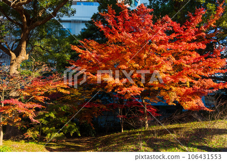 Kyu-Shiba Rikyu Garden in autumn leaves in Minato Ward, Tokyo in late autumn Kyu-Shiba Rikyu Garden in autumn leaves in Minato Ward, Tokyo in late autumn 106431553