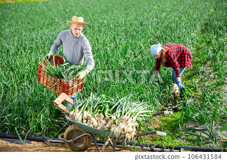 Couple of farmers harvest crop of onions on field 106431584