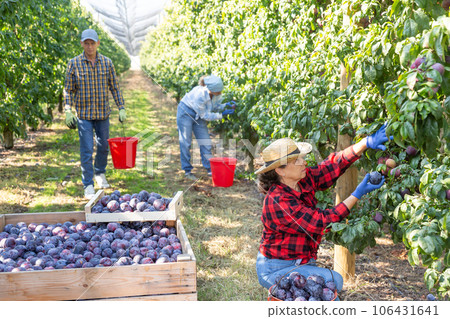 Three workers gathering plums in plantation Three workers gathering plums in plantation 106431641