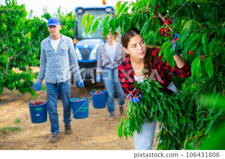 Concentrated girl farmer picks a ripe cherry on a tree 106431806