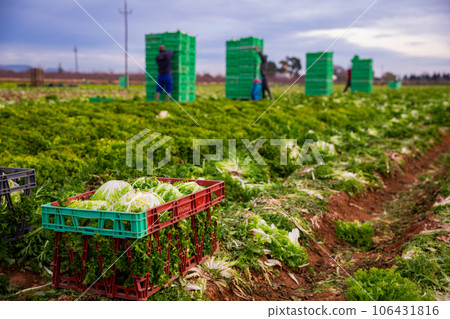 Harvest of green lettuce in crates during harvesting in garden 106431816