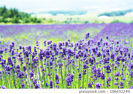 北海道六鄉展望台的風景 106432249