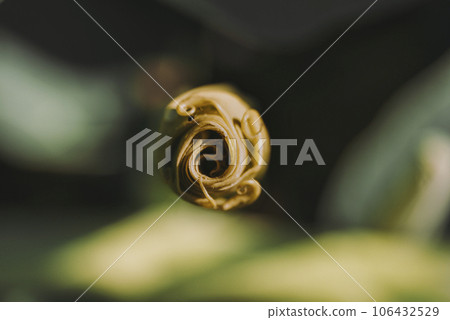 unopened hibiscus flower macro, close up unopened hibiscus flower macro, close up 106432529