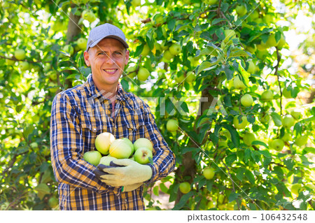 Male worker gathering harvest of golden apples Male worker gathering harvest of golden apples 106432548