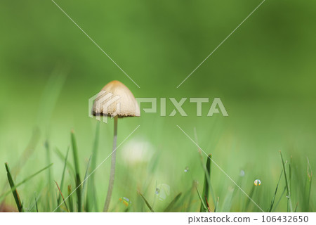 mushroom on moss in forest, abstract natural background. Mushroom picking, fall time concept. mushroom on moss in forest, abstract natural background. Mushroom picking, fall time concept. 106432650