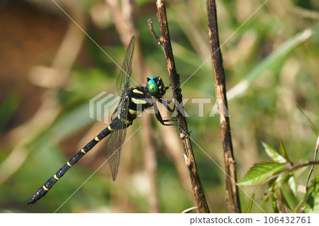 Onyangma (male) 106432761