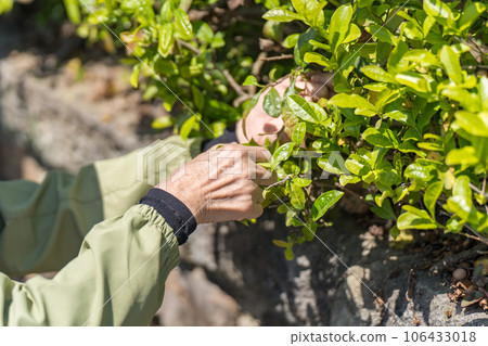 Senior woman picking tea leaves 106433018