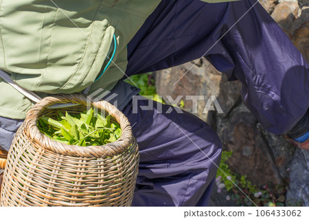 Tea picking: A basket attached to the waist and tea leaves 106433062