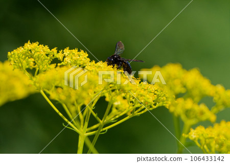 Flower-visiting insects, Apidae, Formosan bamboo carpenter bee 106433142