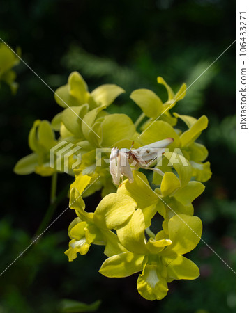 Beautiful orchid mantis close up on orchid flower 106433271