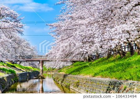Nara: Takada Senbonzakura in full bloom Nara: Takada Senbonzakura in full bloom 106433494