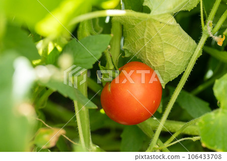 Mini Tomato 106433708