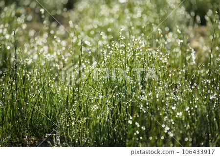 Close-up of green grass with dew drops glisten on blades Close-up of green grass with dew drops glisten on blades 106433917