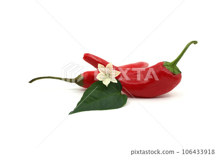 Chili peppers with a white flower isolated on white Chili peppers with a white flower isolated on white 106433918