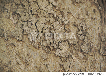 Gray brown wooden texture and background from a tree. Abstract of a tree. Natural background. Gray brown wooden texture and background from a tree. Abstract of a tree. Natural background. 106433920