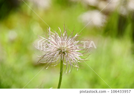 白頭翁絨毛 106433957