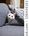 White cat sandwiched between cushions 106434163