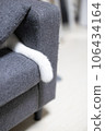 White cat's tail caught between cushions 106434164