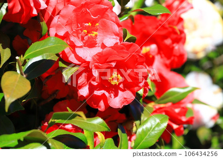 Large red camellia (camellia) Large red camellia (camellia) 106434256
