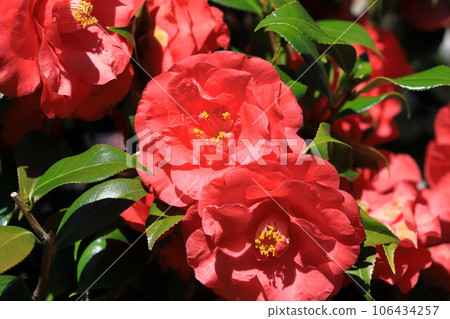 大紅山茶花（山茶花） 106434257