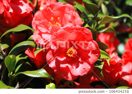 大紅山茶花（山茶花） 106434258
