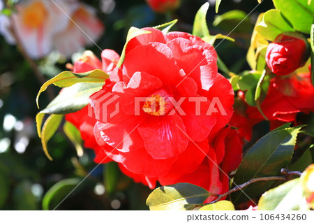 大紅山茶花(山茶花) 大紅山茶花(山茶花) 106434260