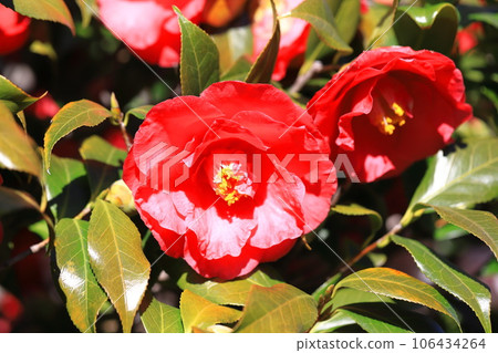 Large red camellia (camellia) Large red camellia (camellia) 106434264