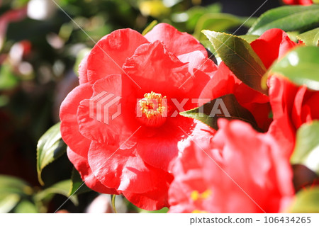 Large red camellia (camellia) 106434265