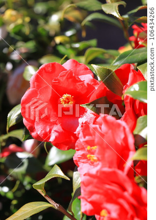 Large red camellia (camellia) 106434266