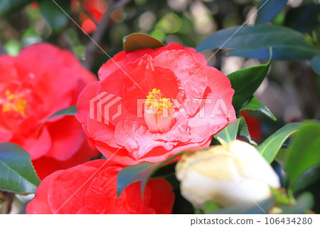 Large red camellia (camellia) Large red camellia (camellia) 106434280