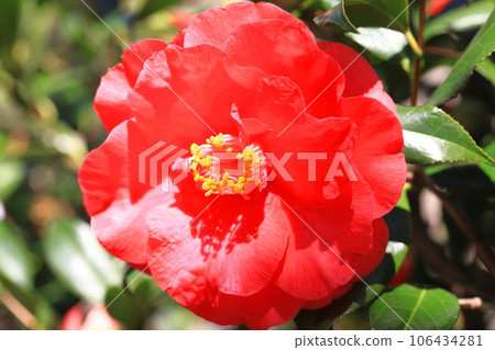 Large red camellia (camellia) Large red camellia (camellia) 106434281