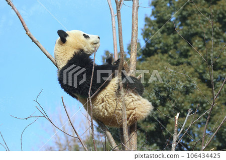 Baby panda playing on a tree Baby panda playing on a tree 106434425