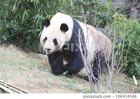 panda walking slowly 106434506