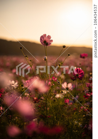 Cosmos illuminated by the sunset 106434537