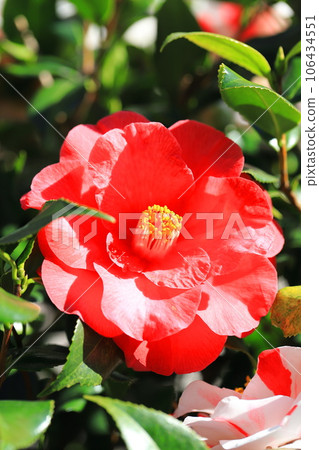 大紅山茶花(山茶花) 大紅山茶花(山茶花) 106434551