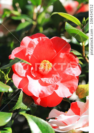 Large red camellia (camellia) Large red camellia (camellia) 106434552