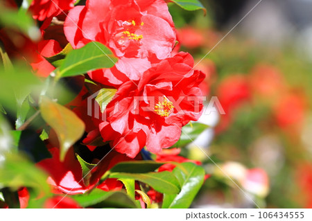 大紅山茶花（山茶花） 106434555