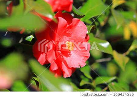 大紅山茶花(山茶花) 大紅山茶花(山茶花) 106434556