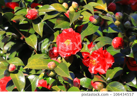 Large red camellia (camellia) Large red camellia (camellia) 106434557