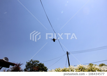 Carpenter bee (bumble bee)/Hovering in the air Carpenter bee (bumble bee)/Hovering in the air 106434577