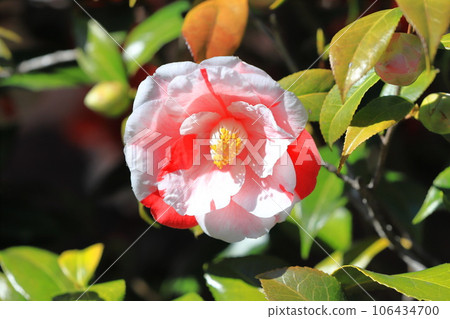 Large red and white camellia (camellia) Large red and white camellia (camellia) 106434700