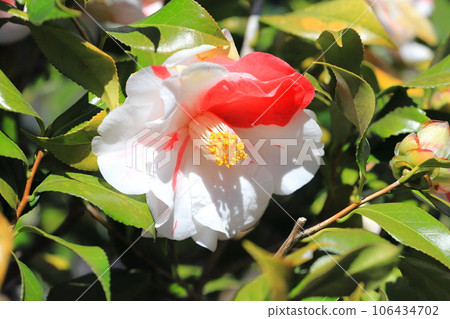 Large red and white camellia (camellia) Large red and white camellia (camellia) 106434702