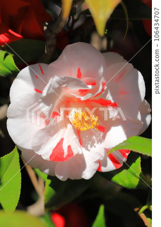 Large red and white camellia (camellia) Large red and white camellia (camellia) 106434707