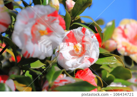 Large red and white camellia (camellia) Large red and white camellia (camellia) 106434721