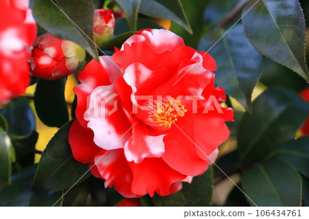 Red camellia with white spots Red camellia with white spots 106434761